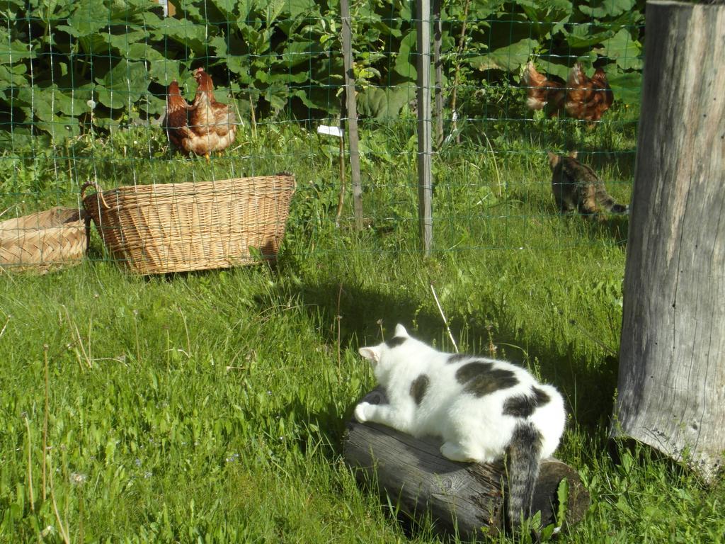 Vila Farm Kosir Kranjska Gora Exteriér fotografie