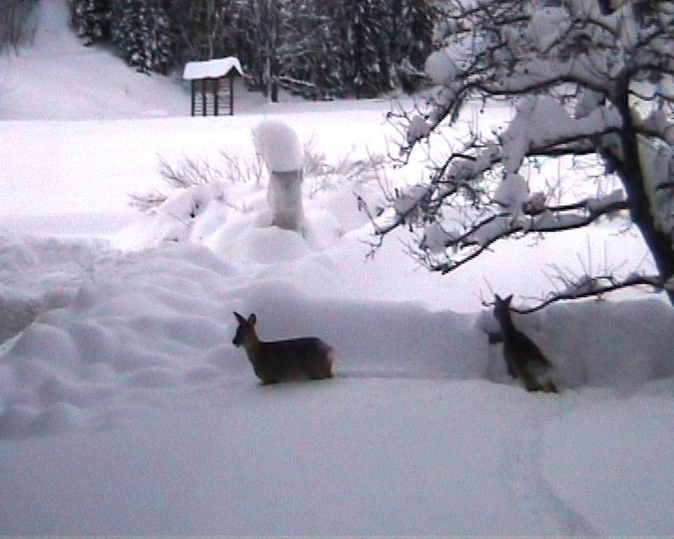 Vila Farm Kosir Kranjska Gora Exteriér fotografie